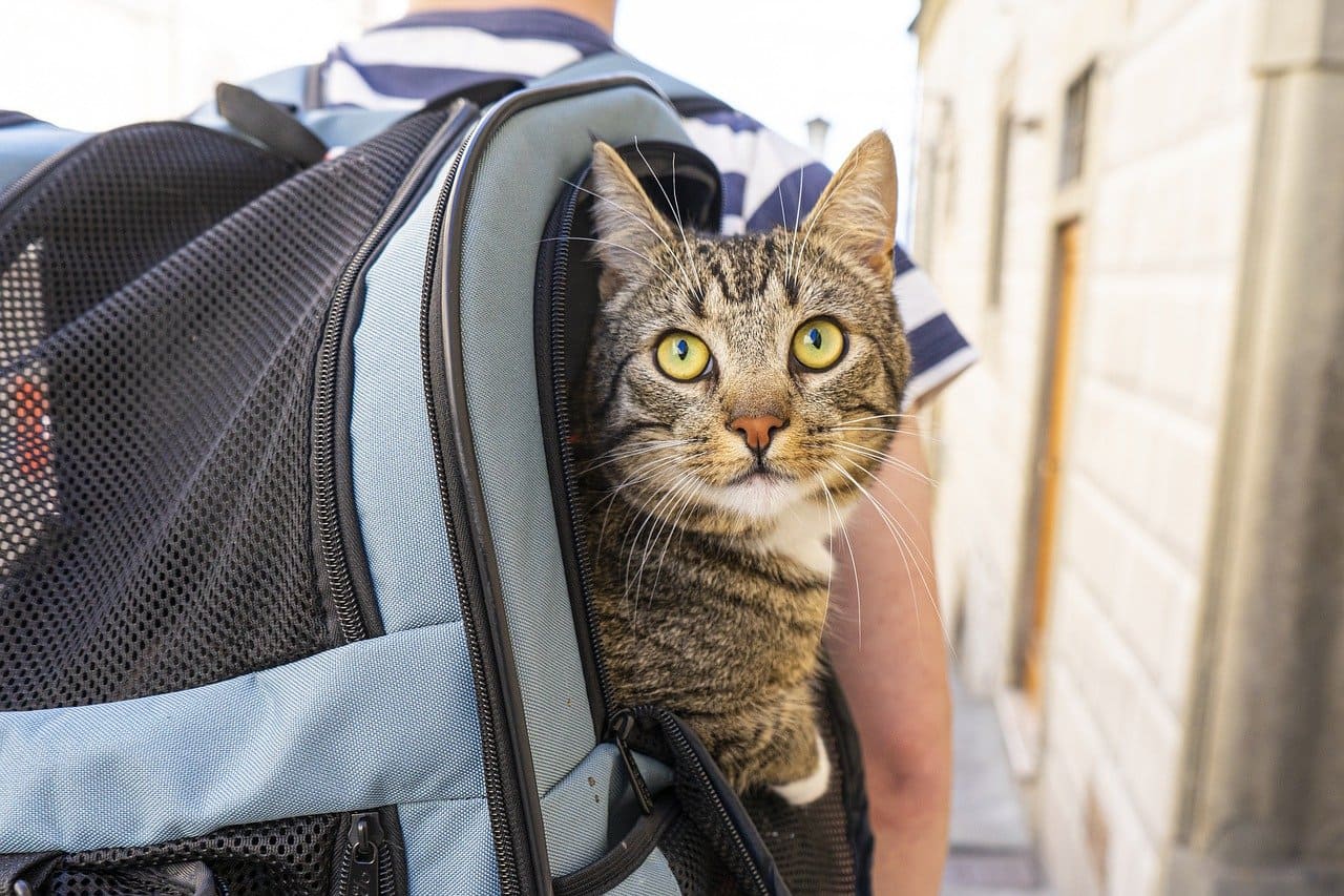 NOUVEAUTÉ - Sac à dos de transport transparent pour chat et chien