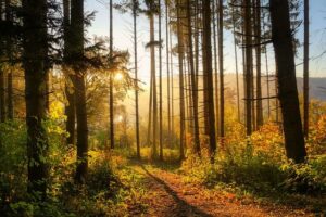 Paysage de forêt avec soleil