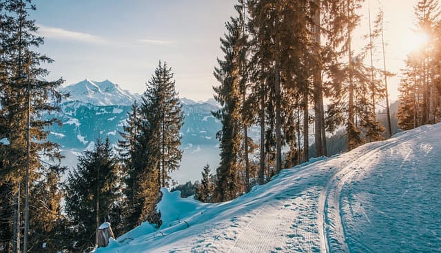 Paysage de montagne avec de la neige et des sapins